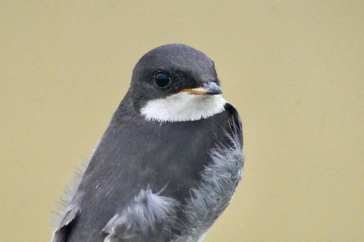 Tree Swallow - ML638907588