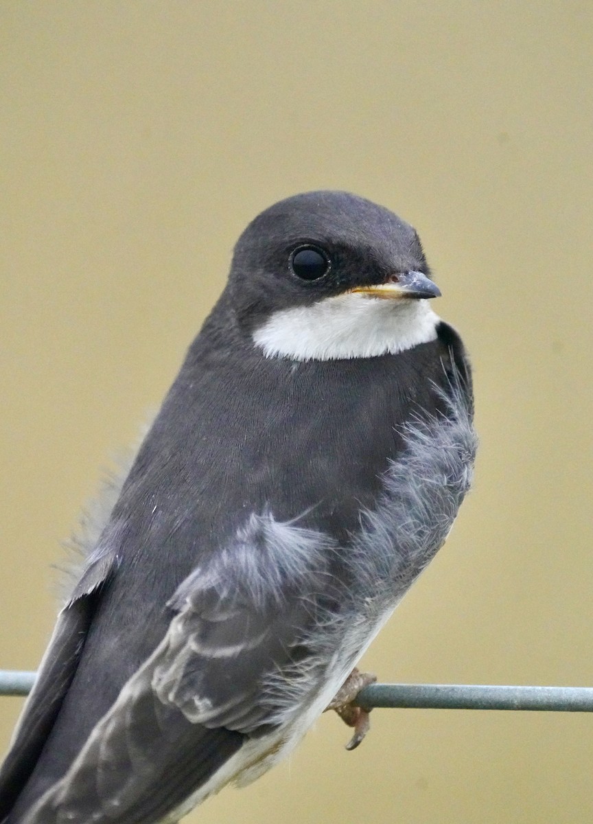 Tree Swallow - ML638907590