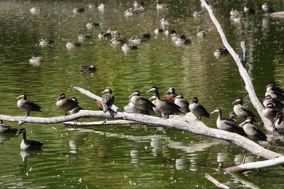 Red-billed Duck - ML638907601
