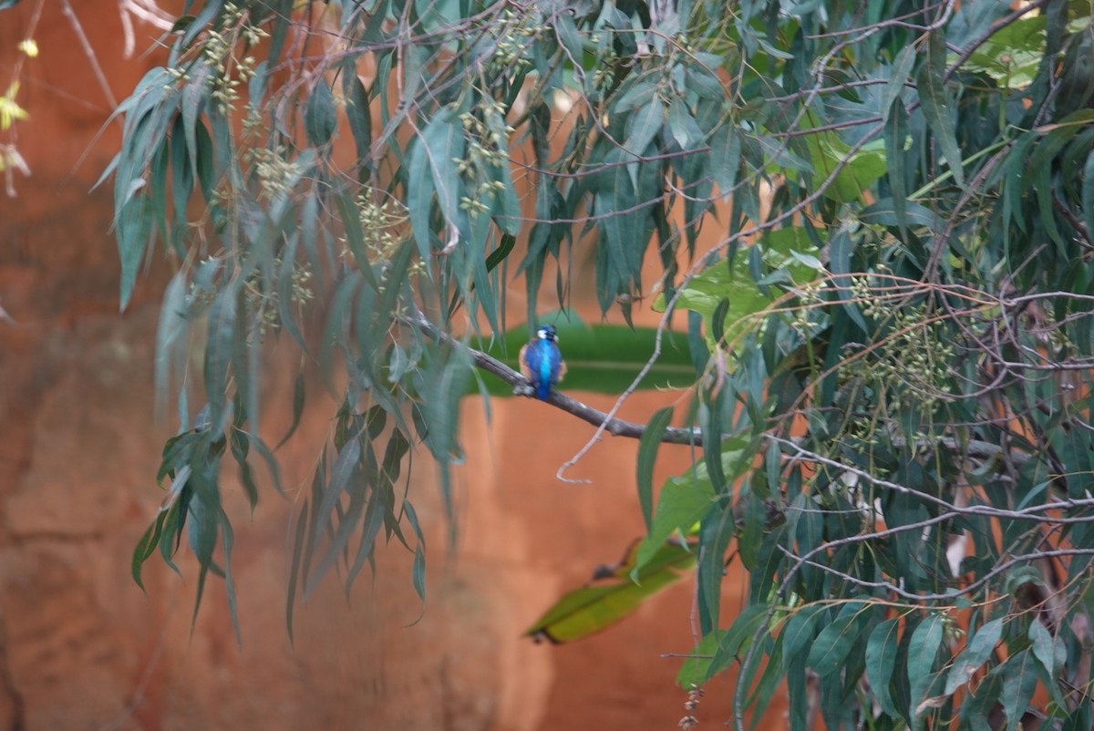 Malagasy Kingfisher - ML638907620