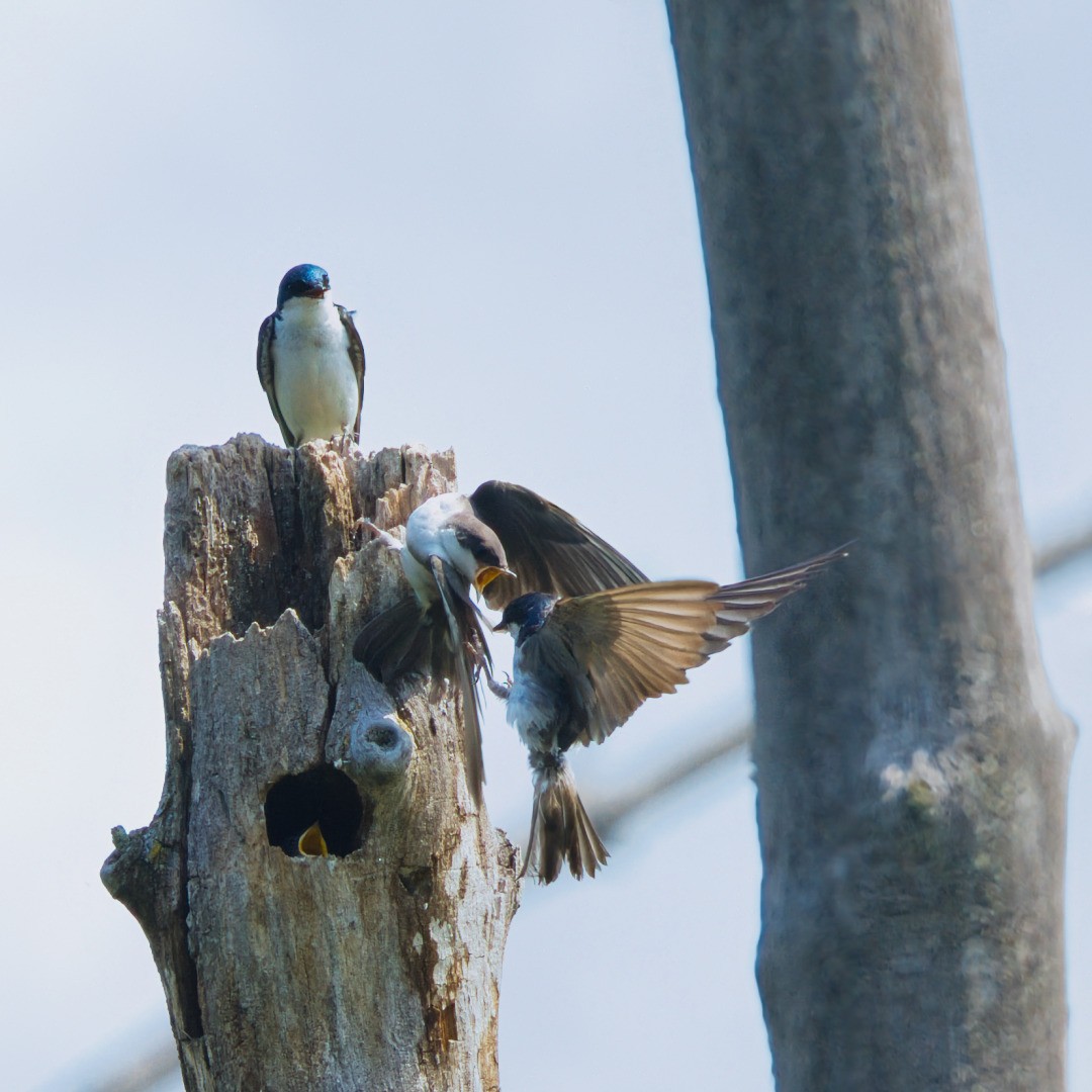 Tree Swallow - ML638907643
