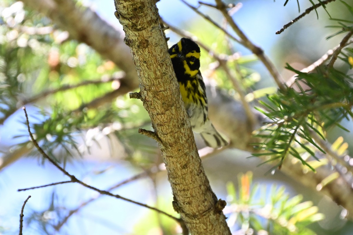 Townsend's Warbler - ML638907657