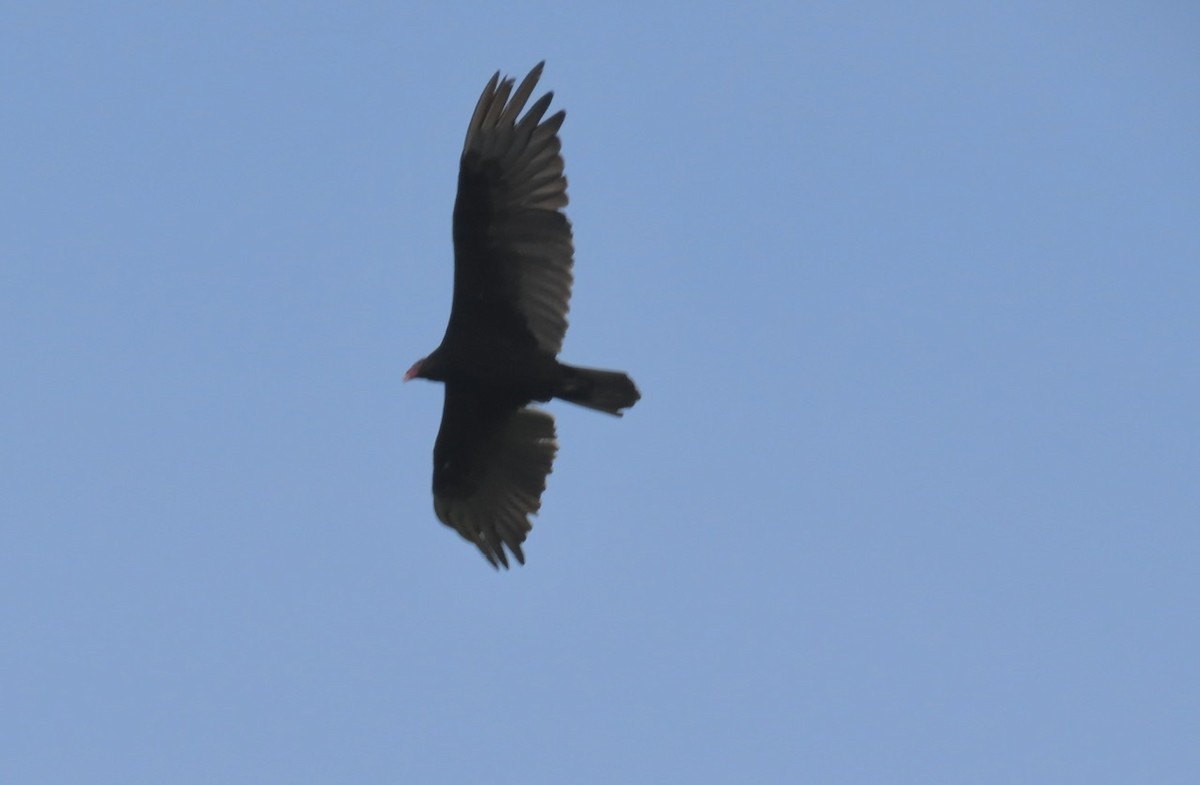 Turkey Vulture - ML638907707
