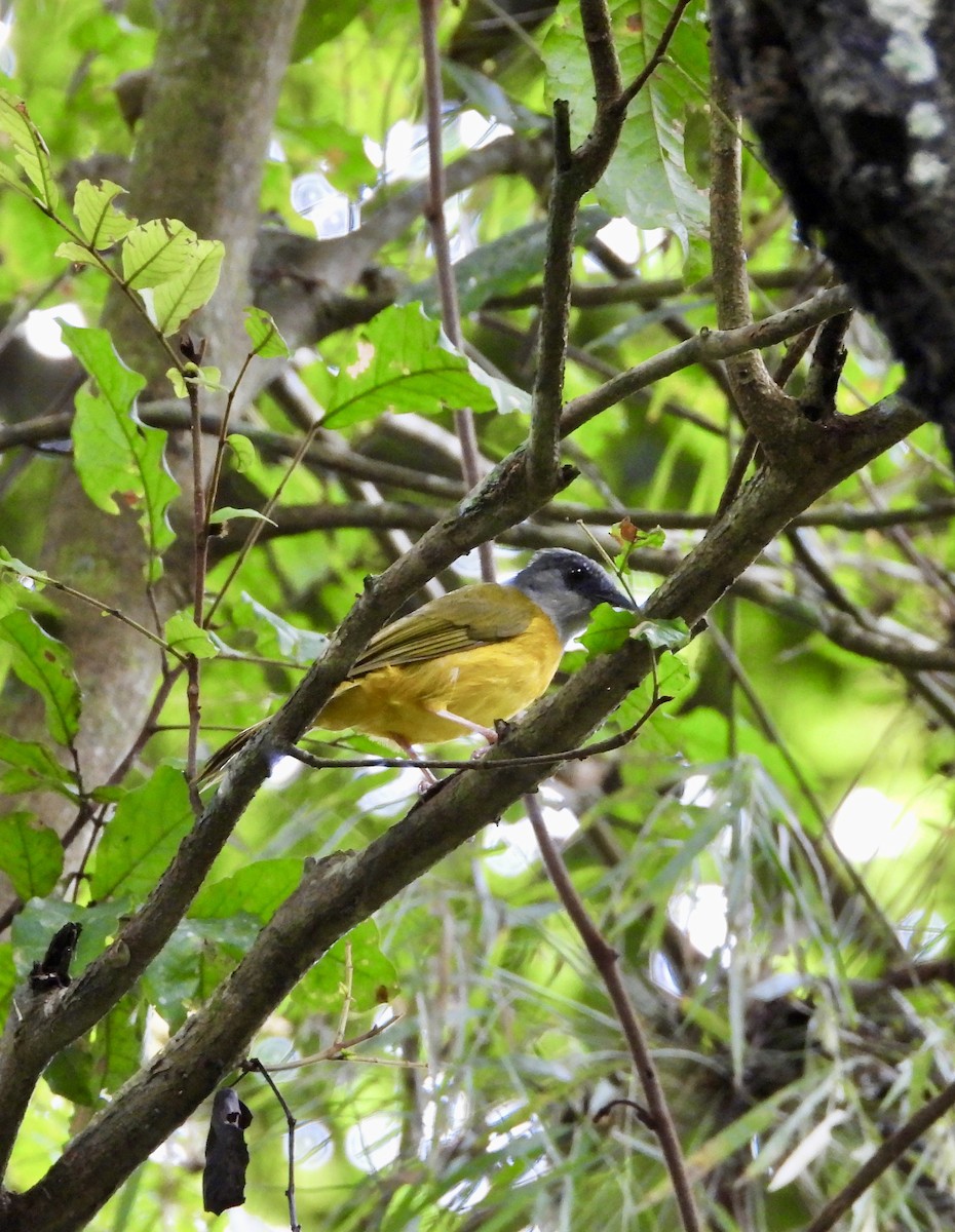 Gray-headed Tanager - ML638907730