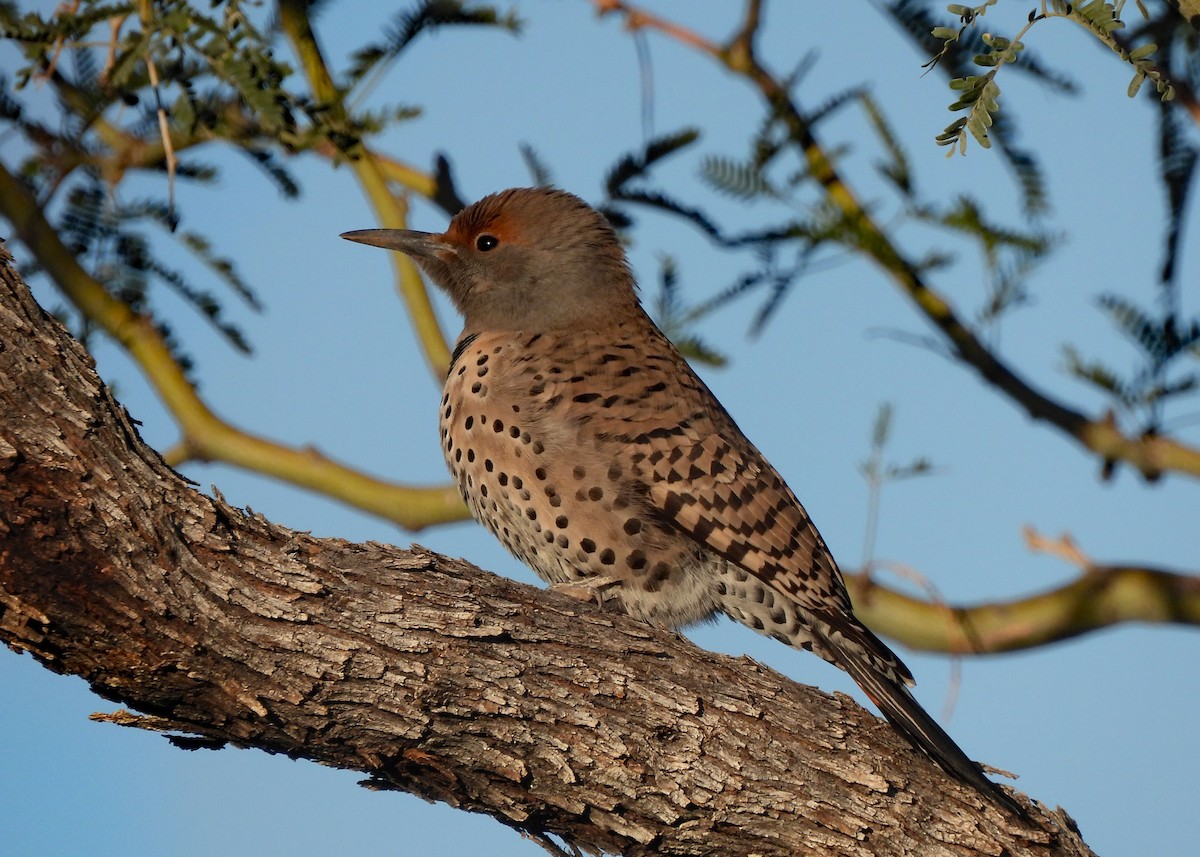 Northern Flicker (Red-shafted) - ML638907731