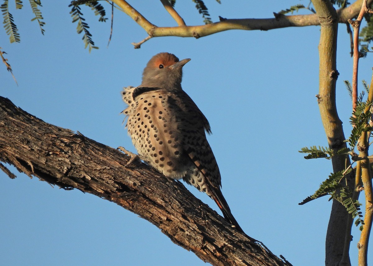 Northern Flicker (Red-shafted) - ML638907732