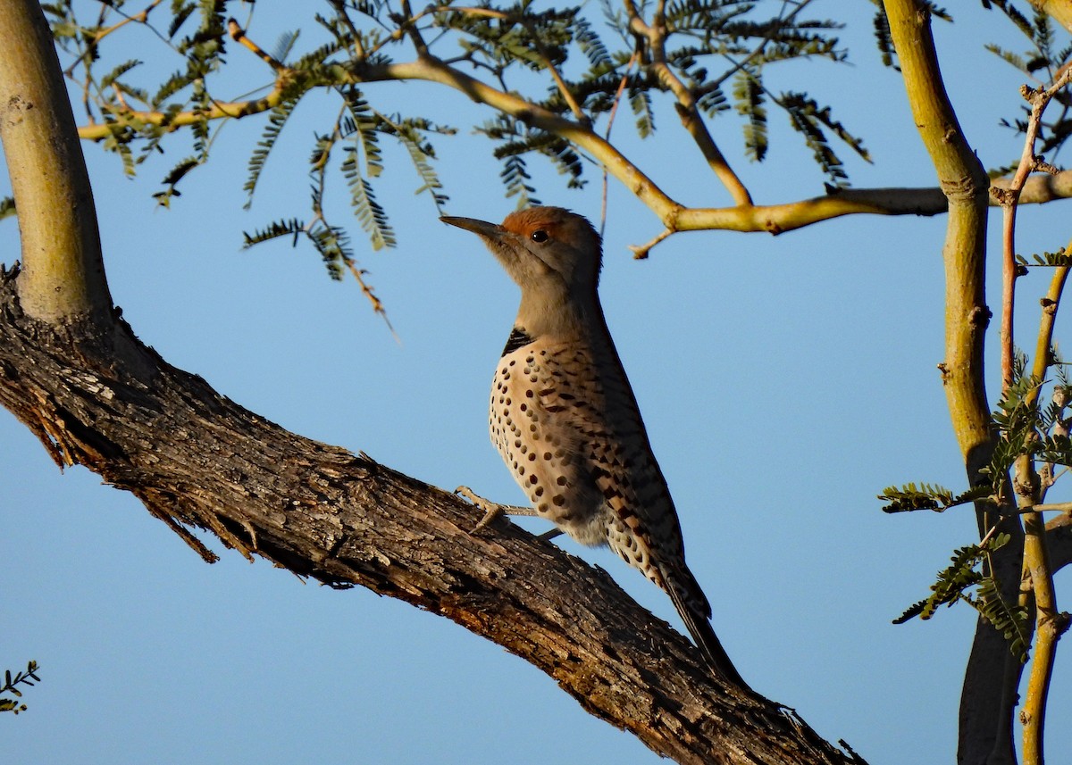 Northern Flicker (Red-shafted) - ML638907733