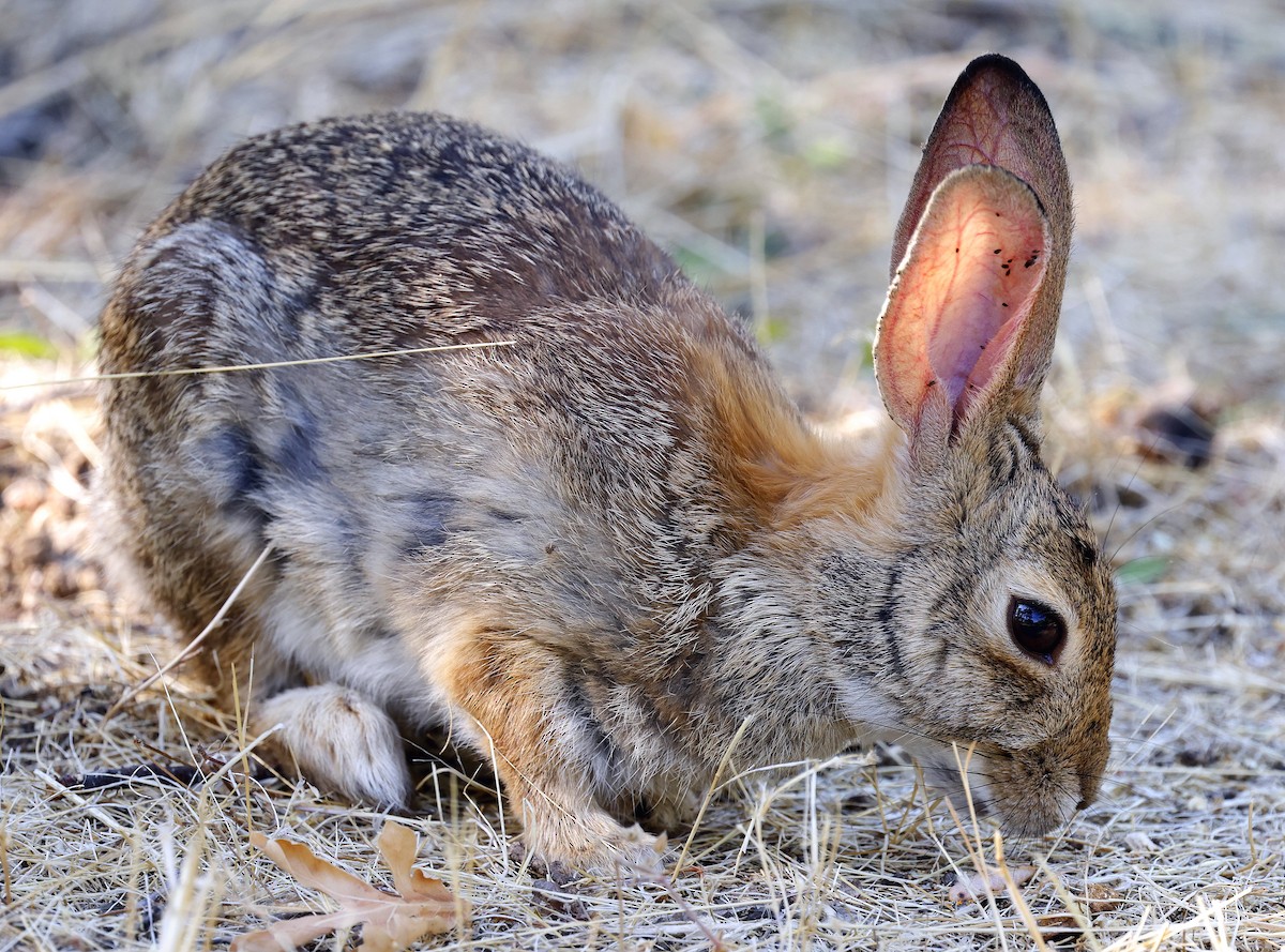 Cottontail Rabbits - ML638907760