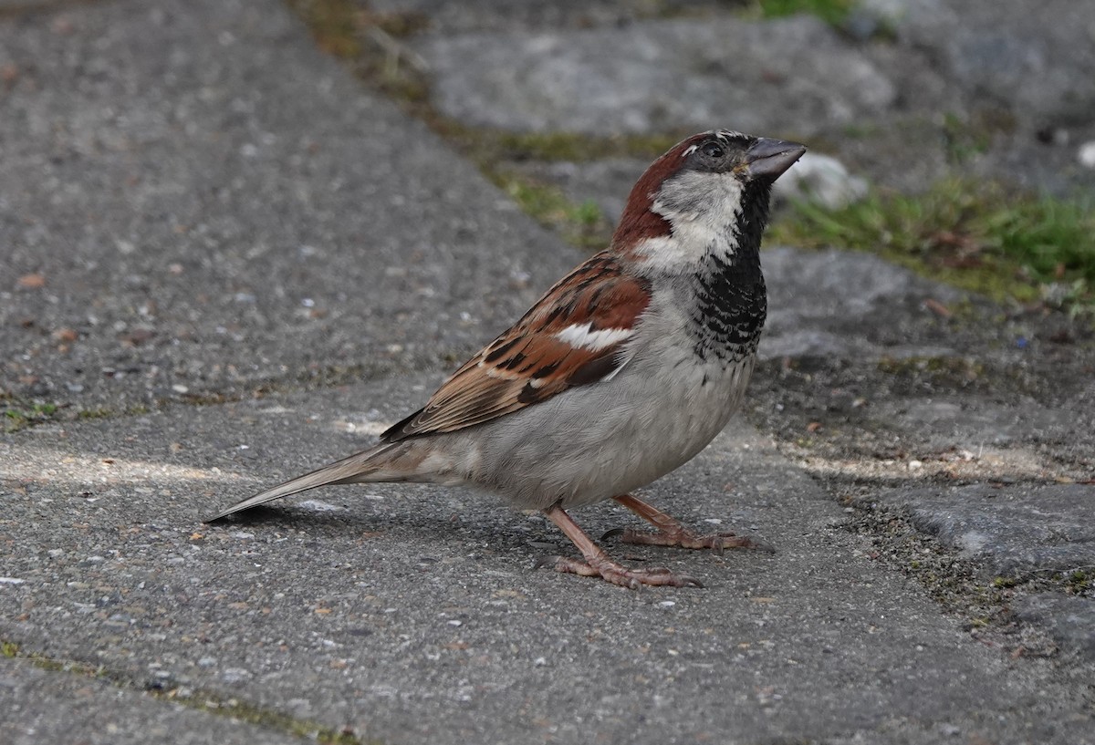 House Sparrow - ML638907764