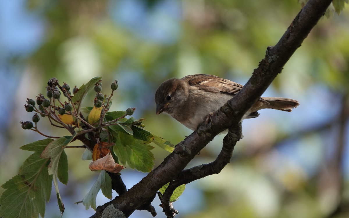 House Sparrow - ML638907765