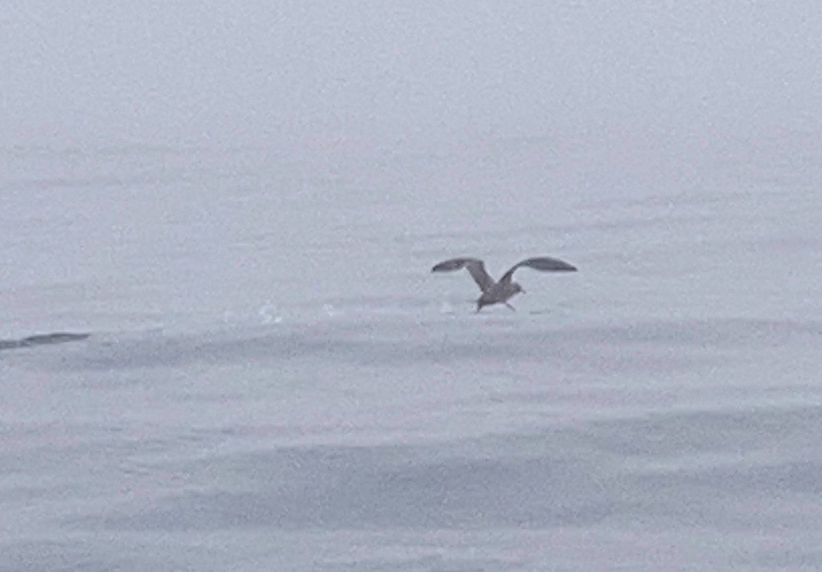 Sooty Shearwater - ML638907781