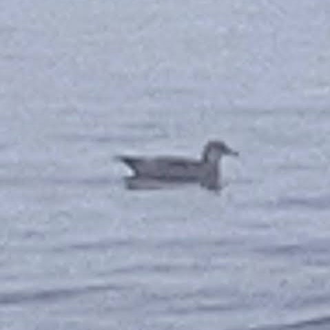 Sooty Shearwater - ML638907782