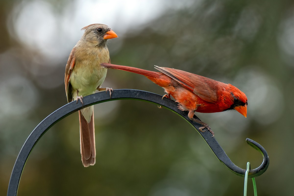 Northern Cardinal - ML638907793