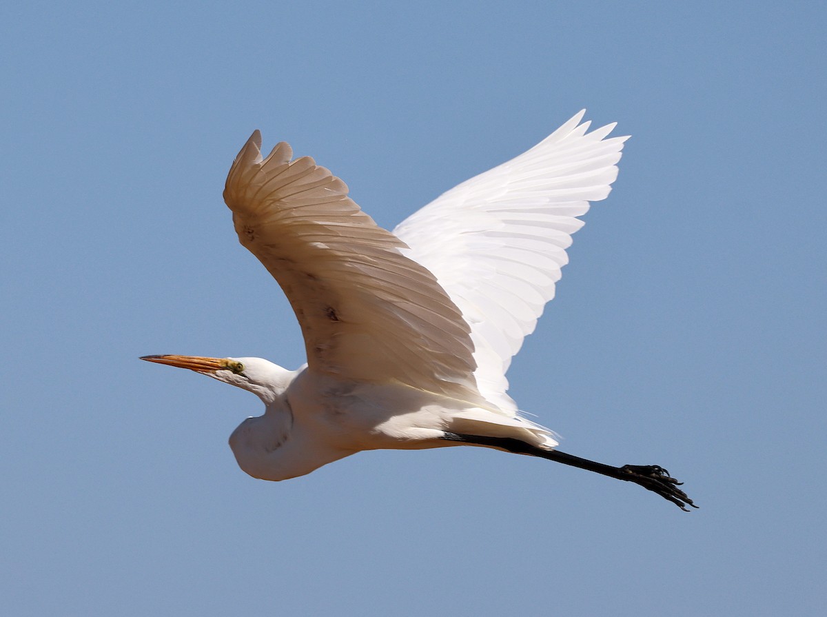 Great Egret - ML638907794