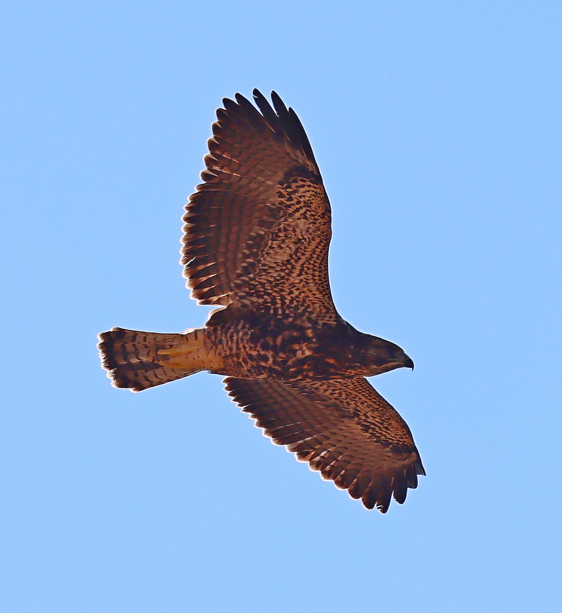Swainson's Hawk - ML638907804