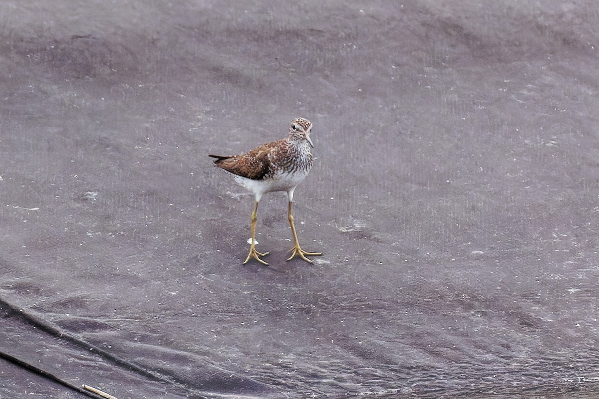 Solitary Sandpiper - ML638907807