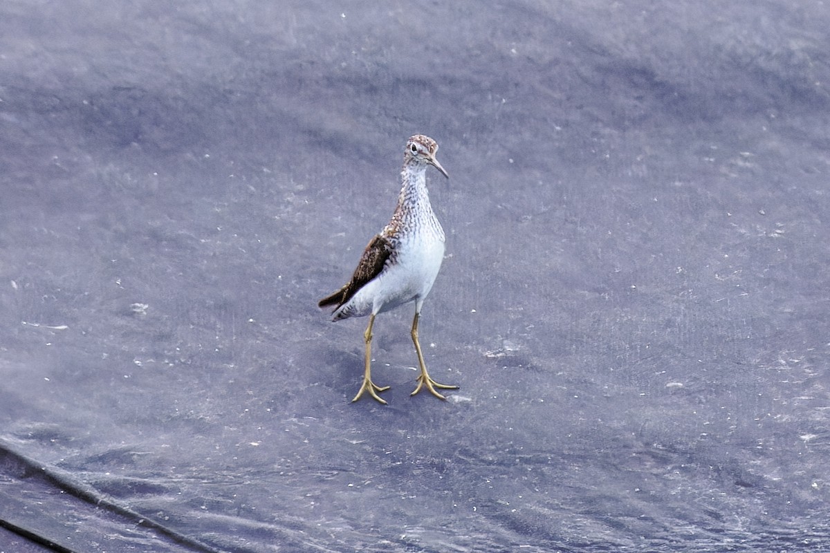 Solitary Sandpiper - ML638907808