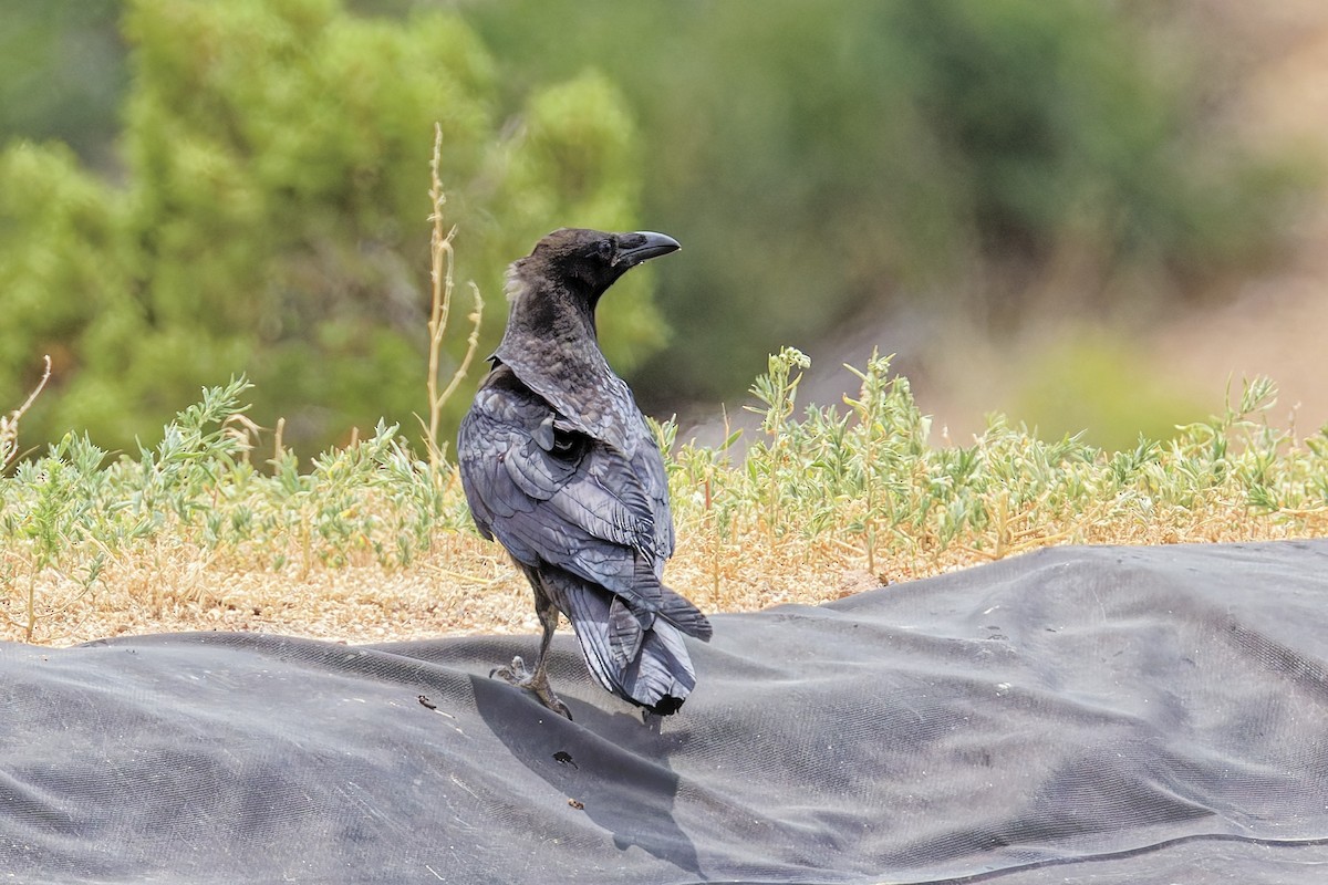 Common Raven - ML638907820