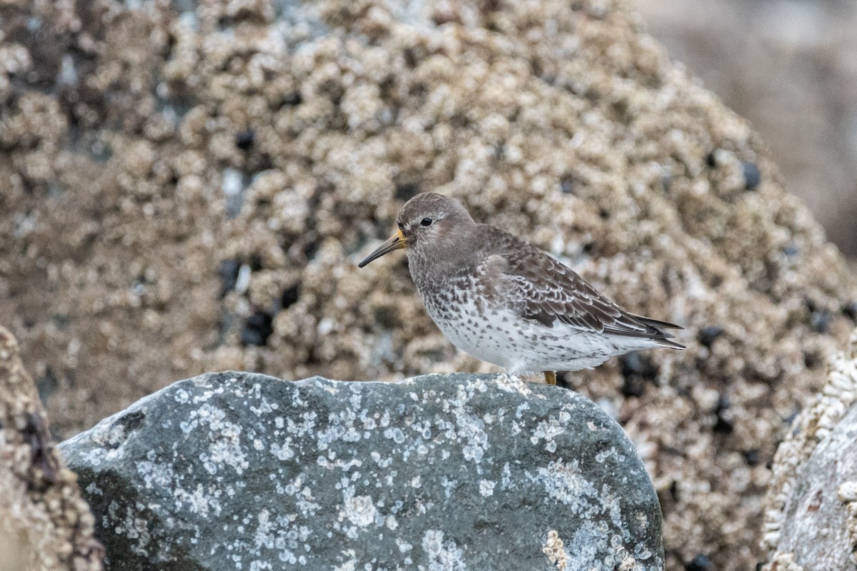 Rock Sandpiper - ML638907852