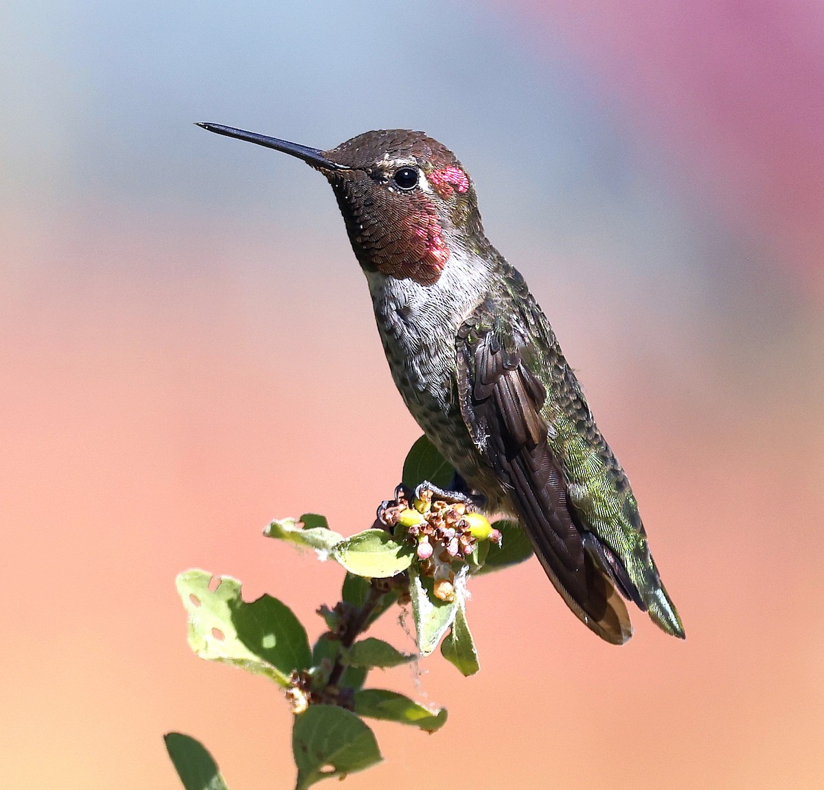 Anna's Hummingbird - ML638907854