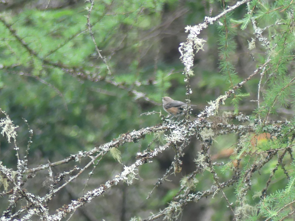 Boreal Chickadee - ML638907876