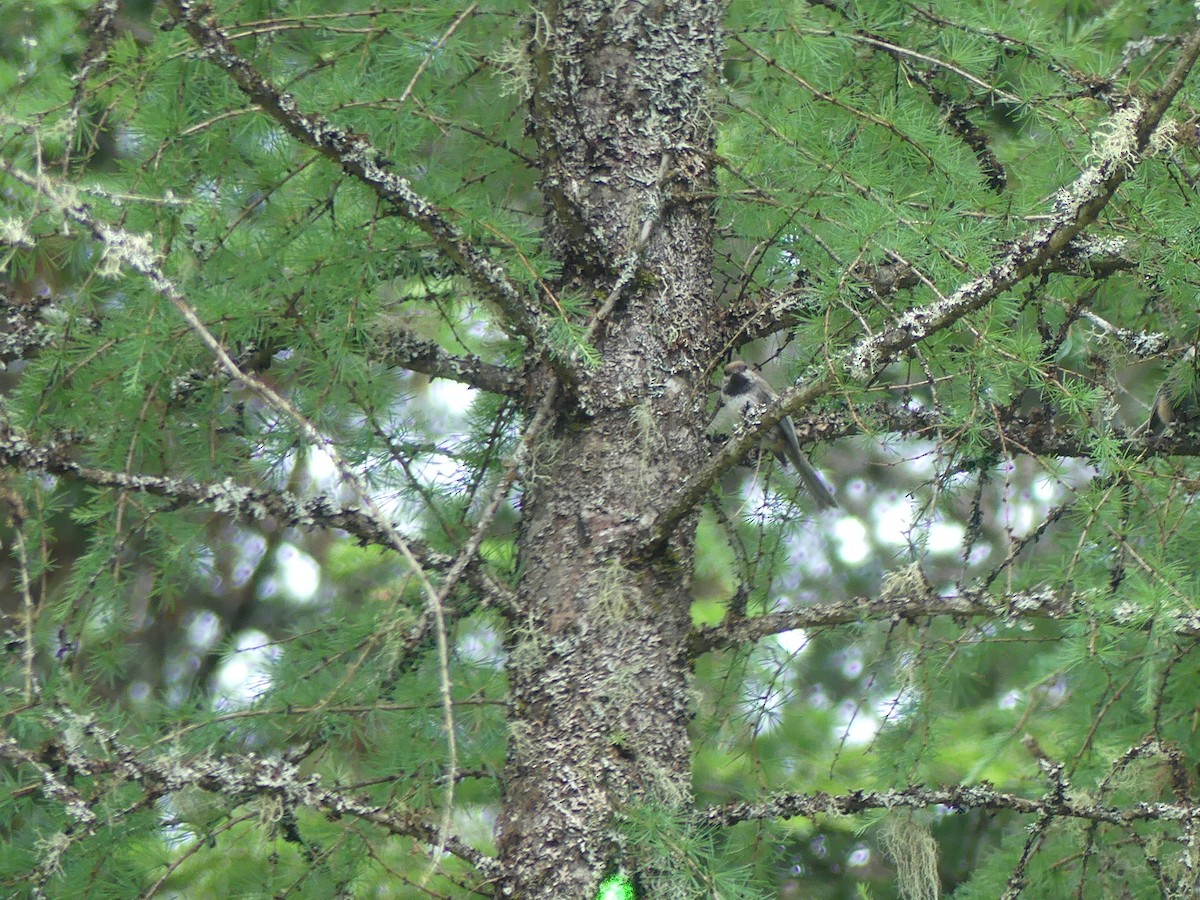 Boreal Chickadee - ML638907885