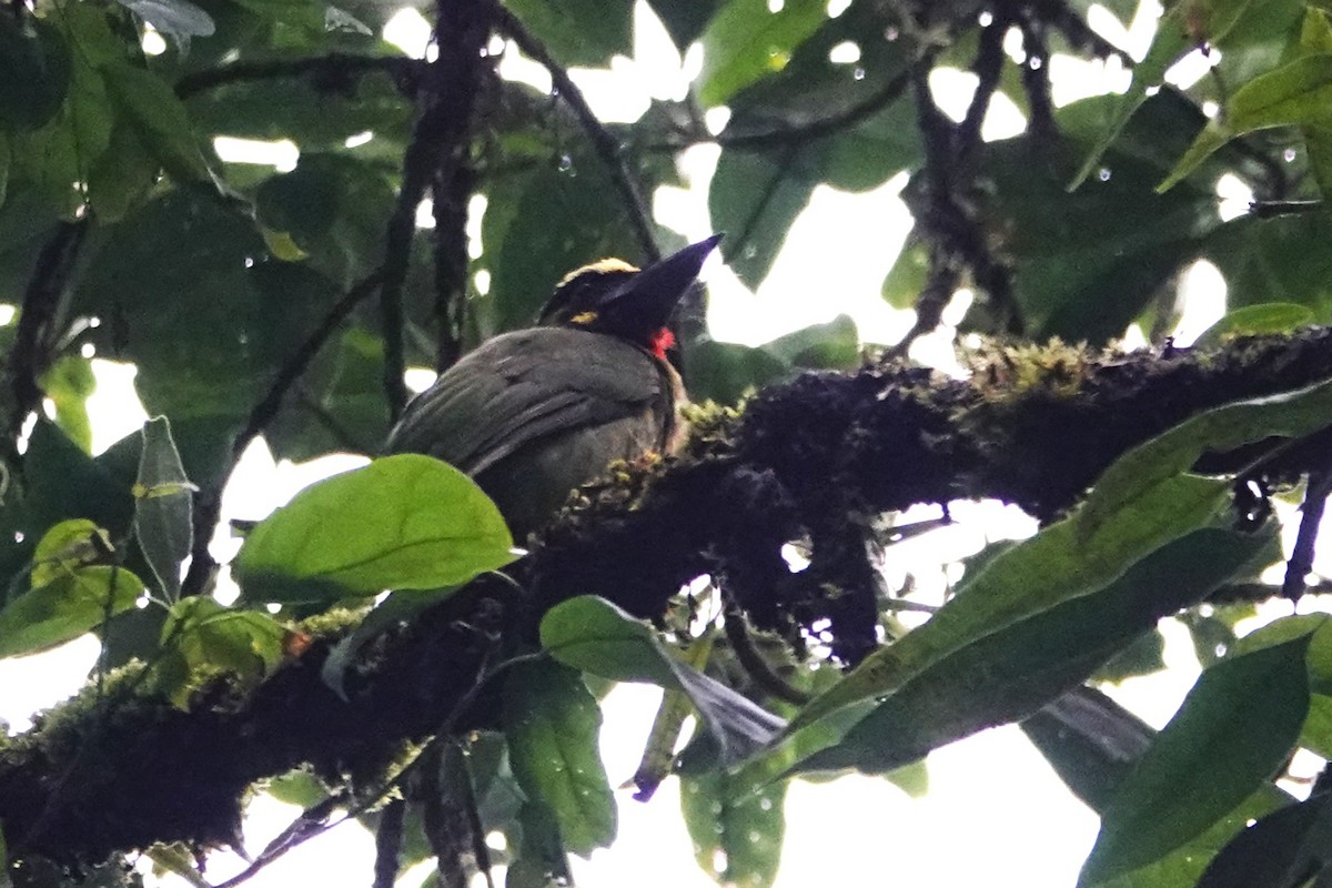 Black-banded Barbet - ML638907925