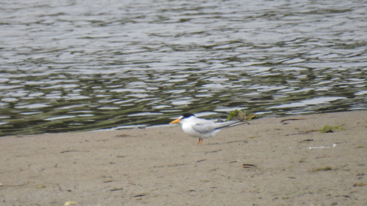 Least Tern - ML638907930