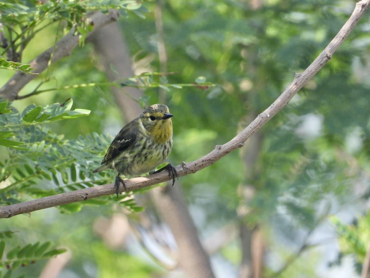 Cape May Warbler - ML638907971