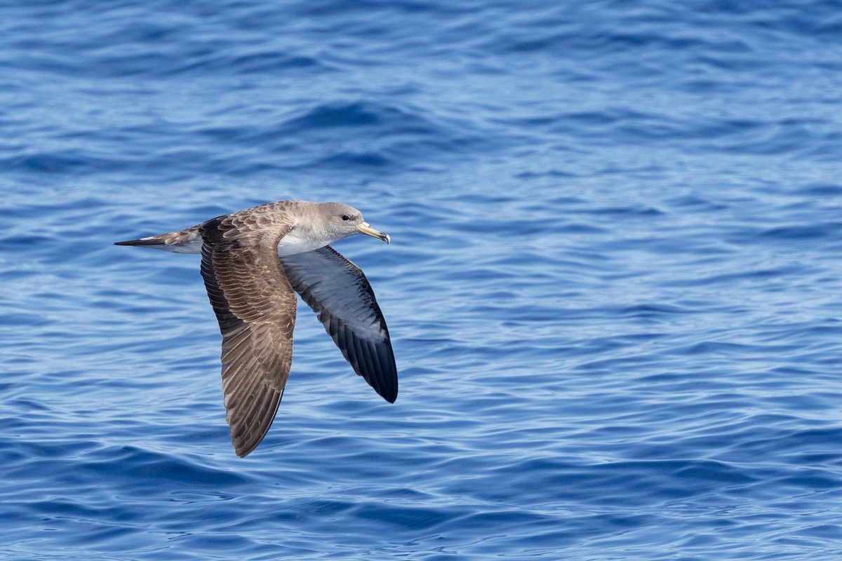 Scopoli's Shearwater - ML638907976