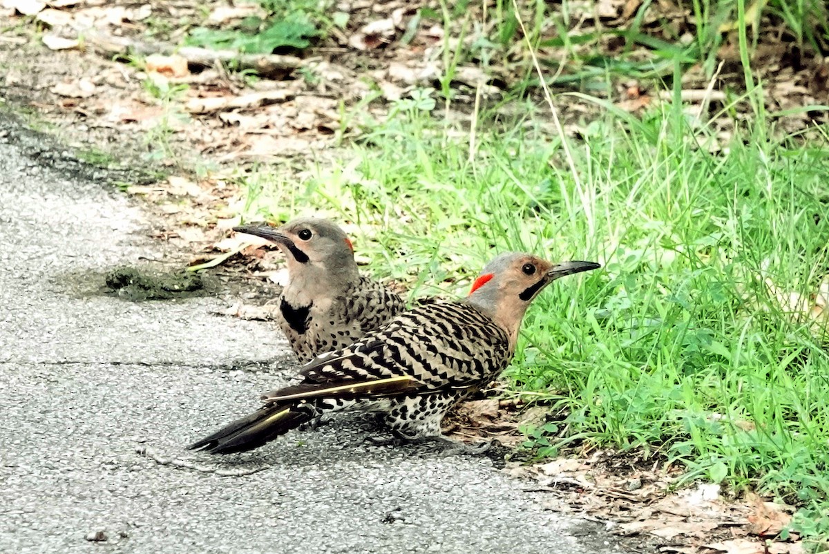 Northern Flicker - ML638907978