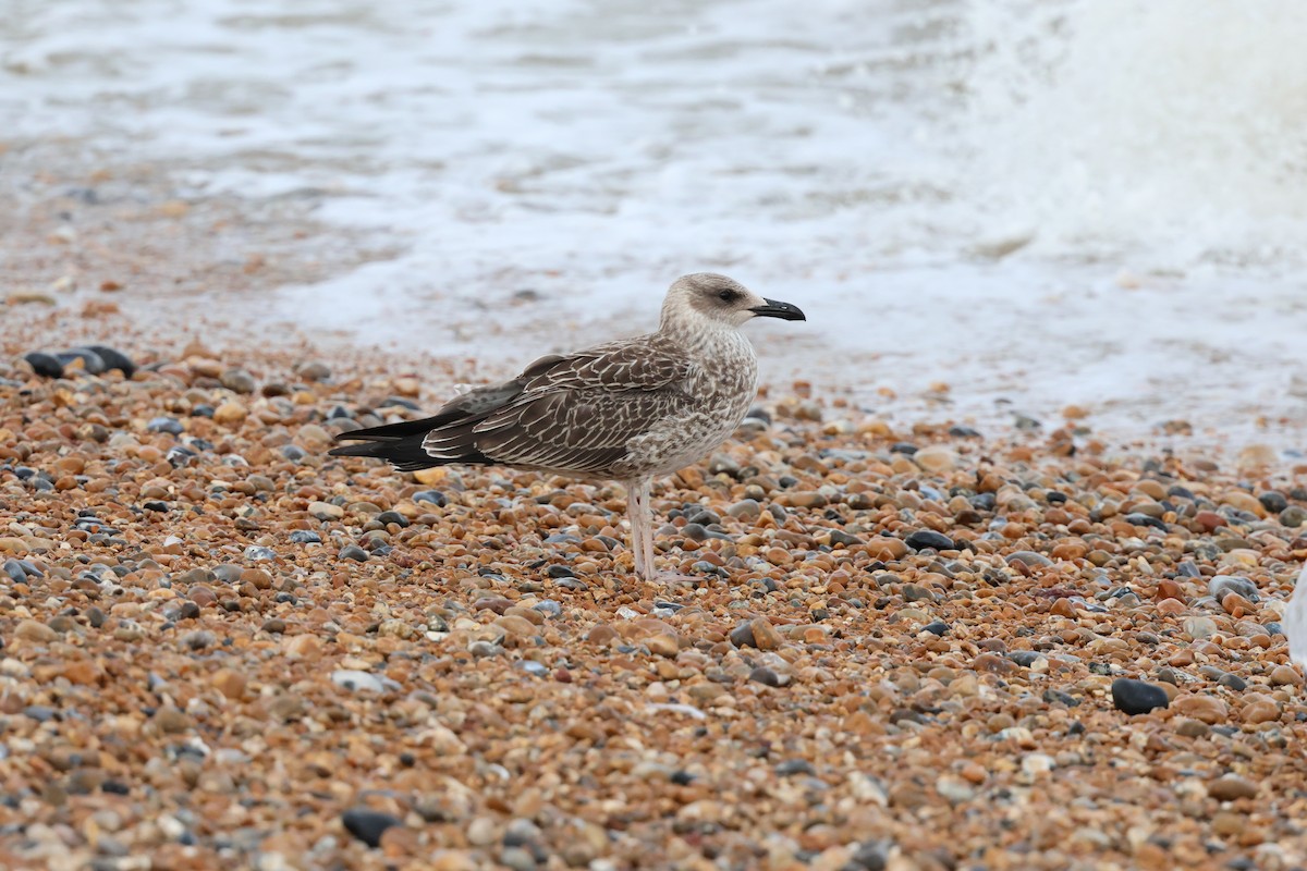 小黑背鷗(graellsii) - ML638908004