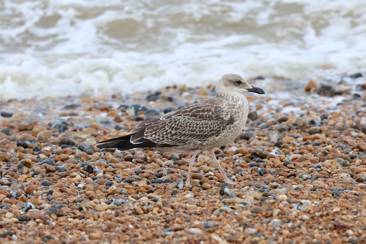 Yellow-legged Gull (michahellis) - ML638908035
