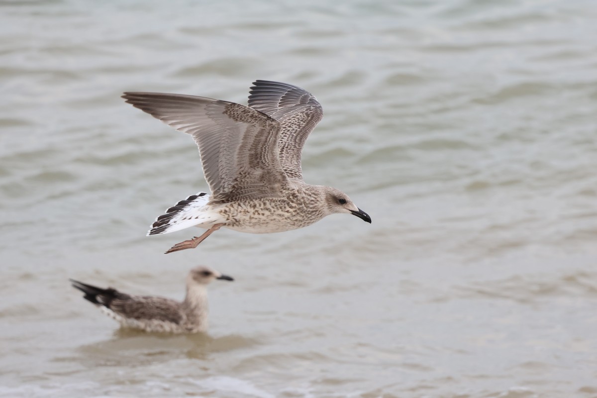 Yellow-legged Gull (michahellis) - ML638908047