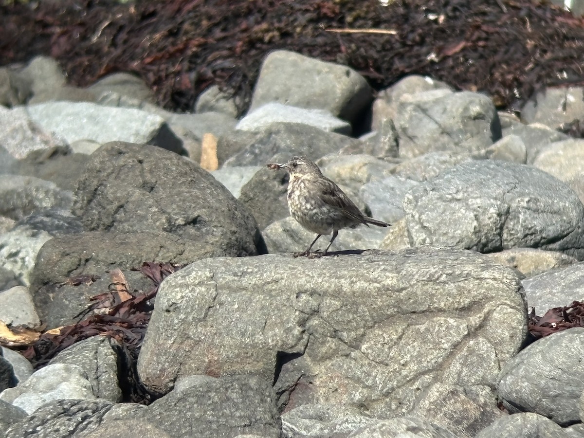 Rock Pipit - ML638908083