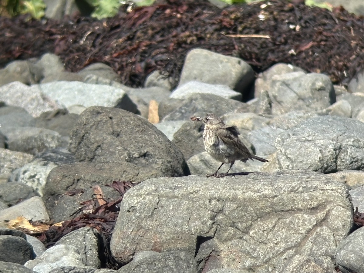 Rock Pipit - ML638908084