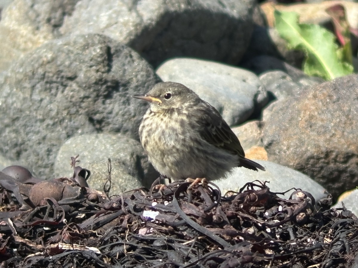 Rock Pipit - ML638908086