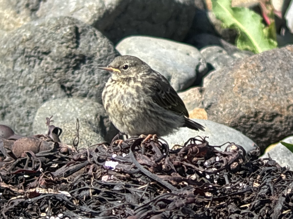 Rock Pipit - ML638908087