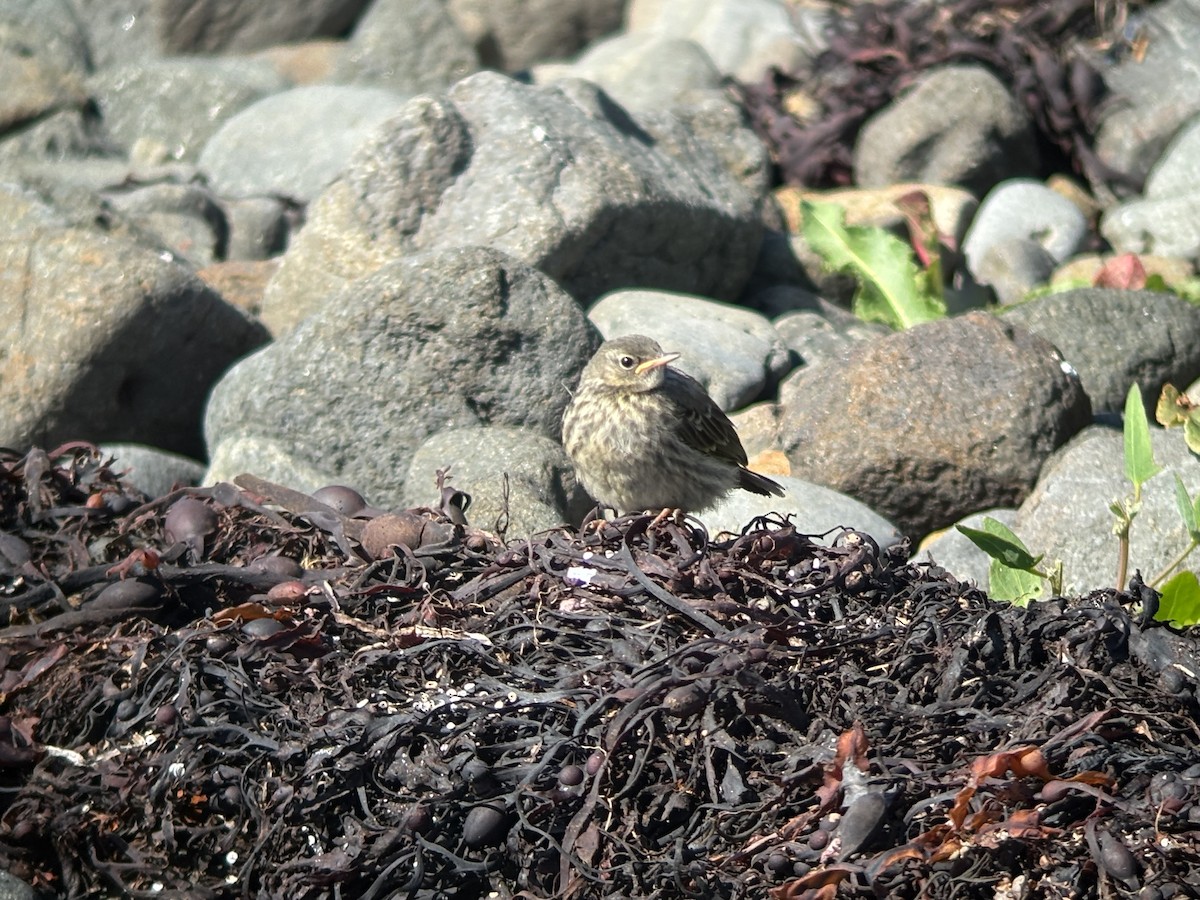 Rock Pipit - ML638908088