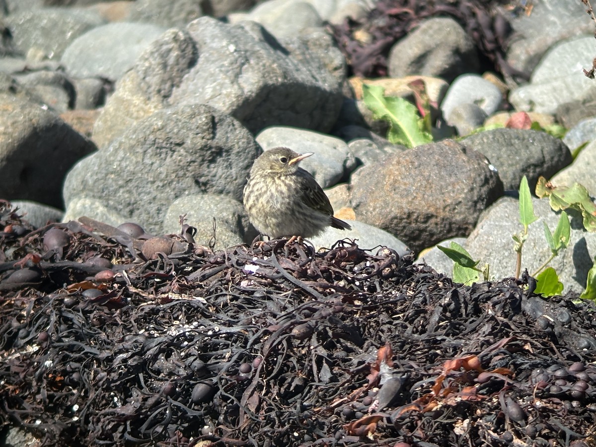 Rock Pipit - ML638908089