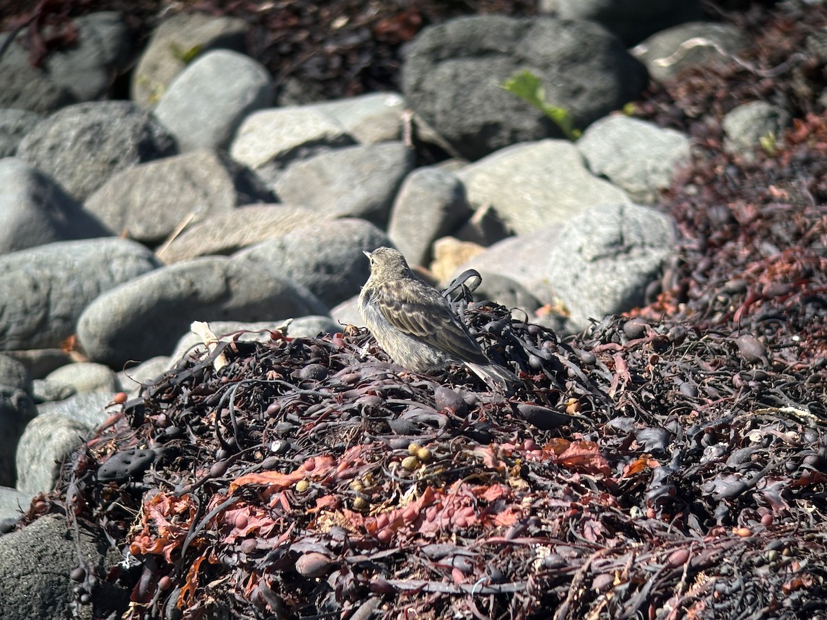 Rock Pipit - ML638908090