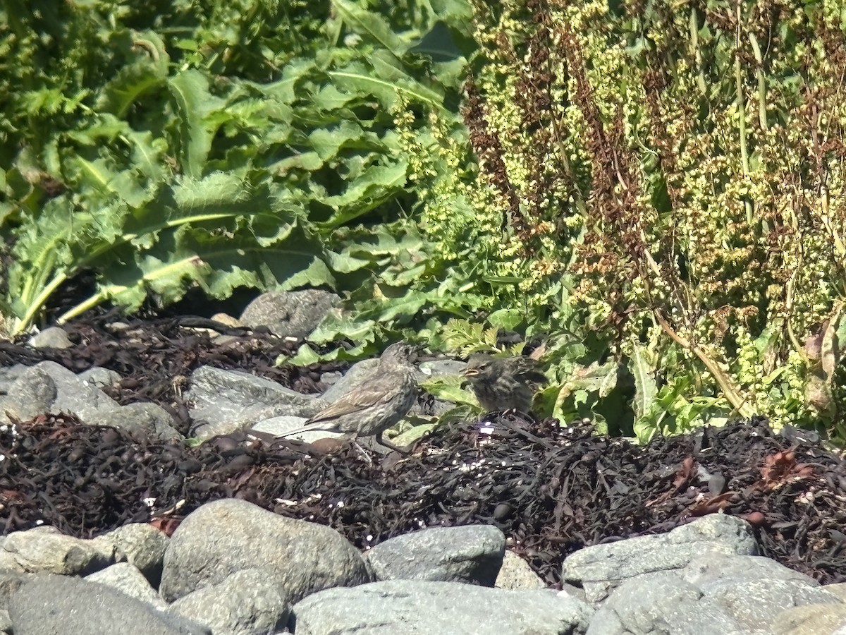 Rock Pipit - ML638908091