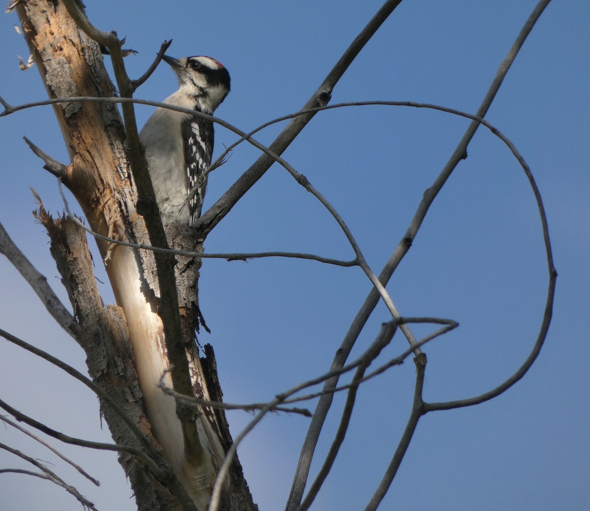 Downy Woodpecker - ML638908096