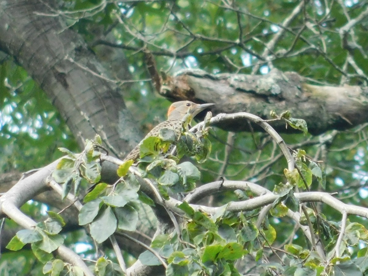 Northern Flicker - ML638908111