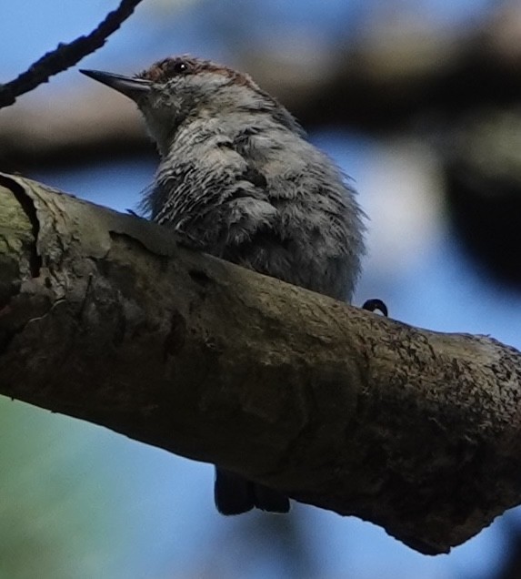 Brown-headed Nuthatch - ML638908116