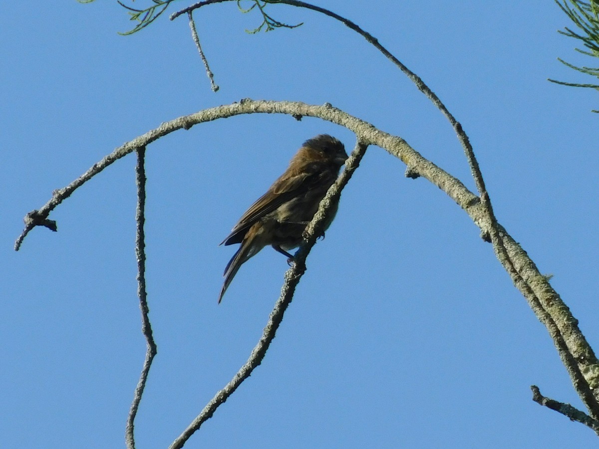 House Finch - ML638908128