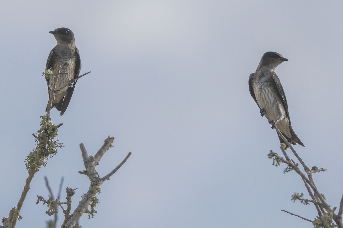 Purple Martin - ML638908146