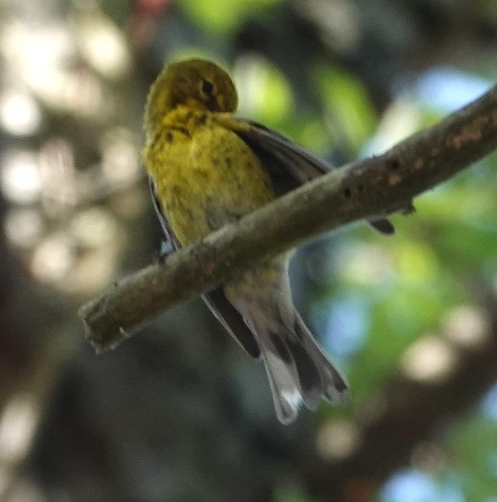 Pine Warbler - ML638908147