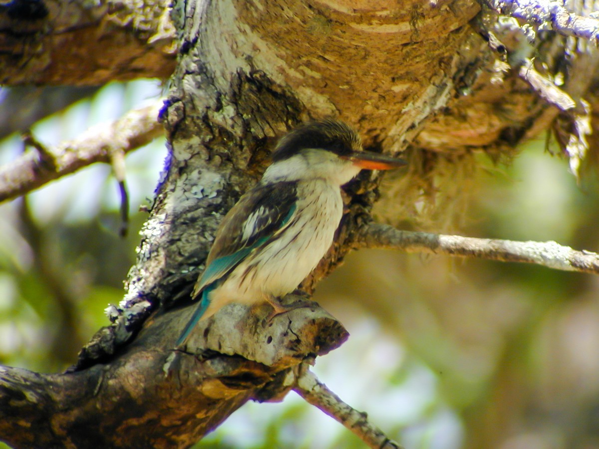 Striped Kingfisher - ML638908148