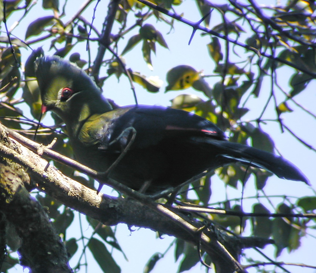 Livingstone's Turaco - ML638908162